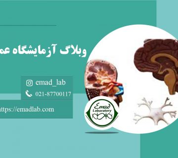 آلبومین,گلوبولین