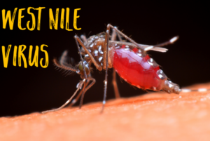 علت ویروس نیل غربی 