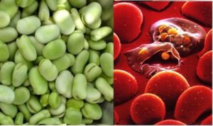 ممنوعات فاویسم