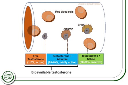 تستوسترون آزاد (Free Testosterone) چیست؟