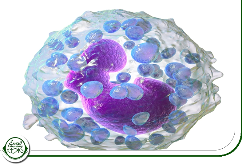 بازوفیل‌ها (Basophils)و نقش آن ها در واکنش‌های آلرژیک و سیستم ایمنی