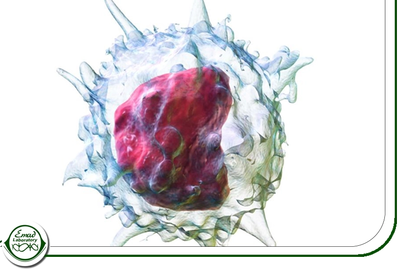 مونوسیت‌ها (Monocytes)