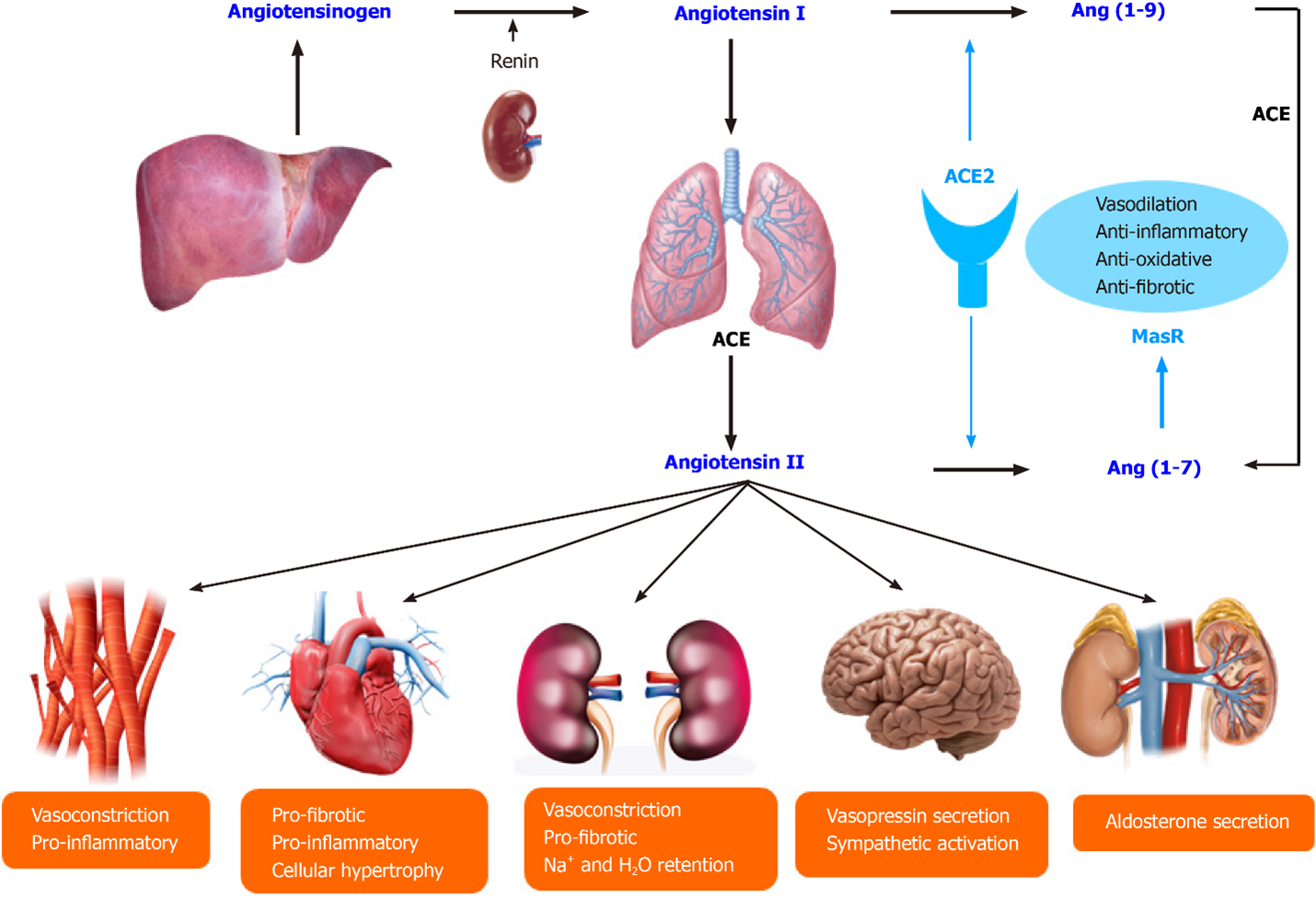 Angiotensin Converting Enzyme