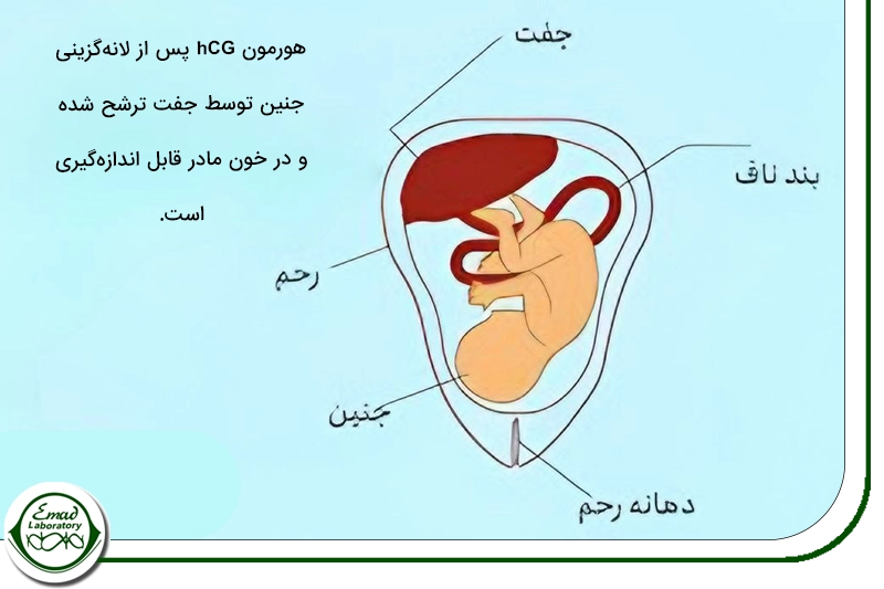 آزمایش خون بارداری ( Beta HCG )